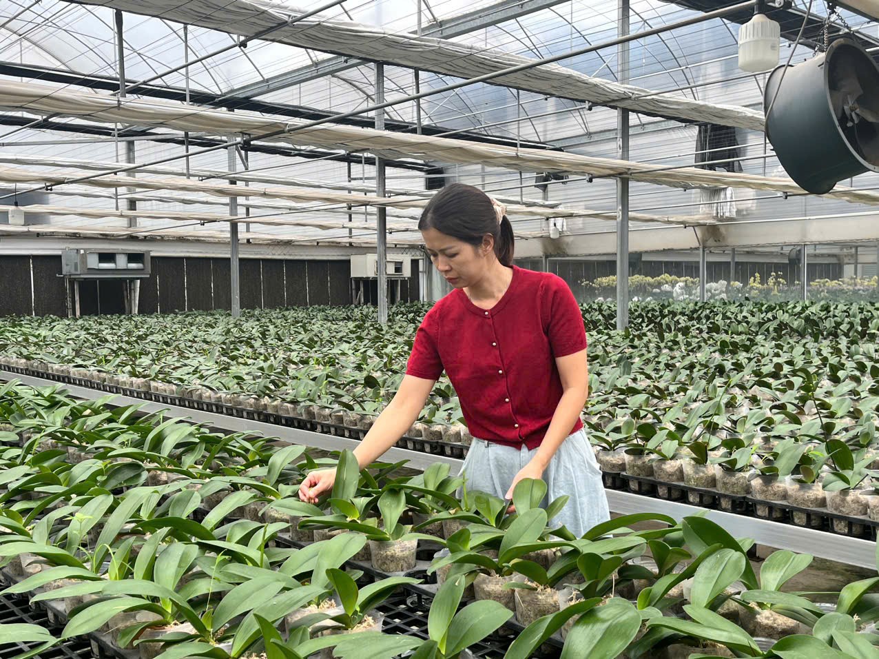lan Hồ điệp ứng dụng công nghệ cao.jpg