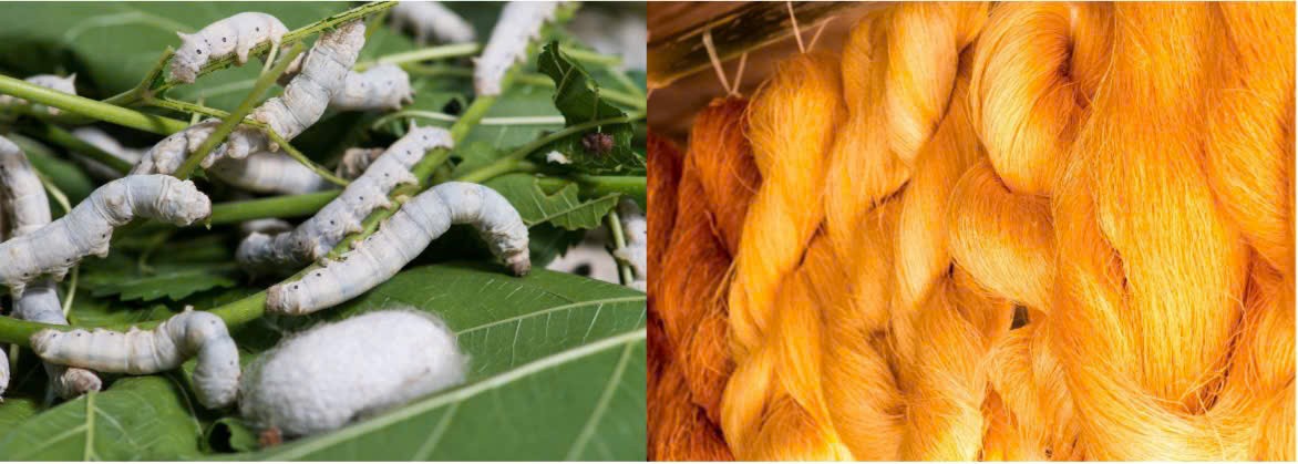 Sợi tơ "vàng" trên miền đất đỏ Bazan