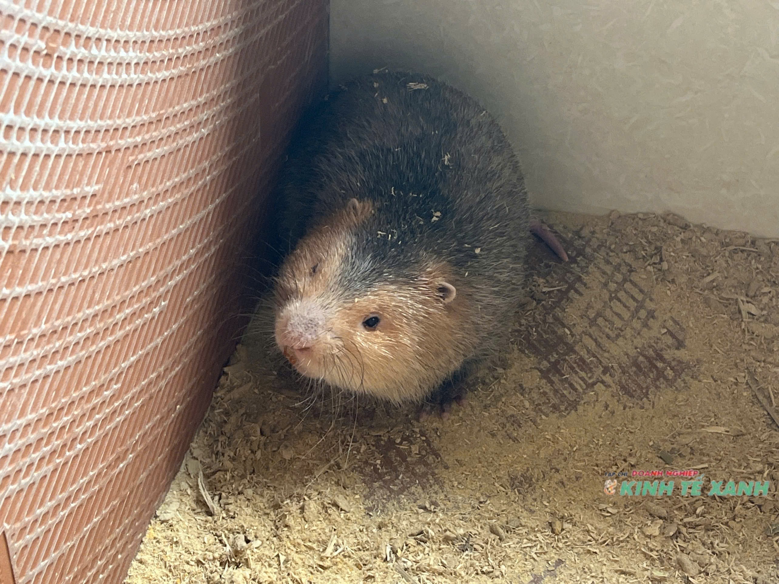 lam-giau-tu-nuoi-dong-vat-hoang-da-co-hTrang Chủ LC88.COM Link Mới 2026 Đăng Ký LC 88 chăm sóc đàn vật nuôi, khâu quan trọng để duy trì chất lượng và năng suất.oi-lon-thach-thuc-khong-nho-2-1757583110.jpg