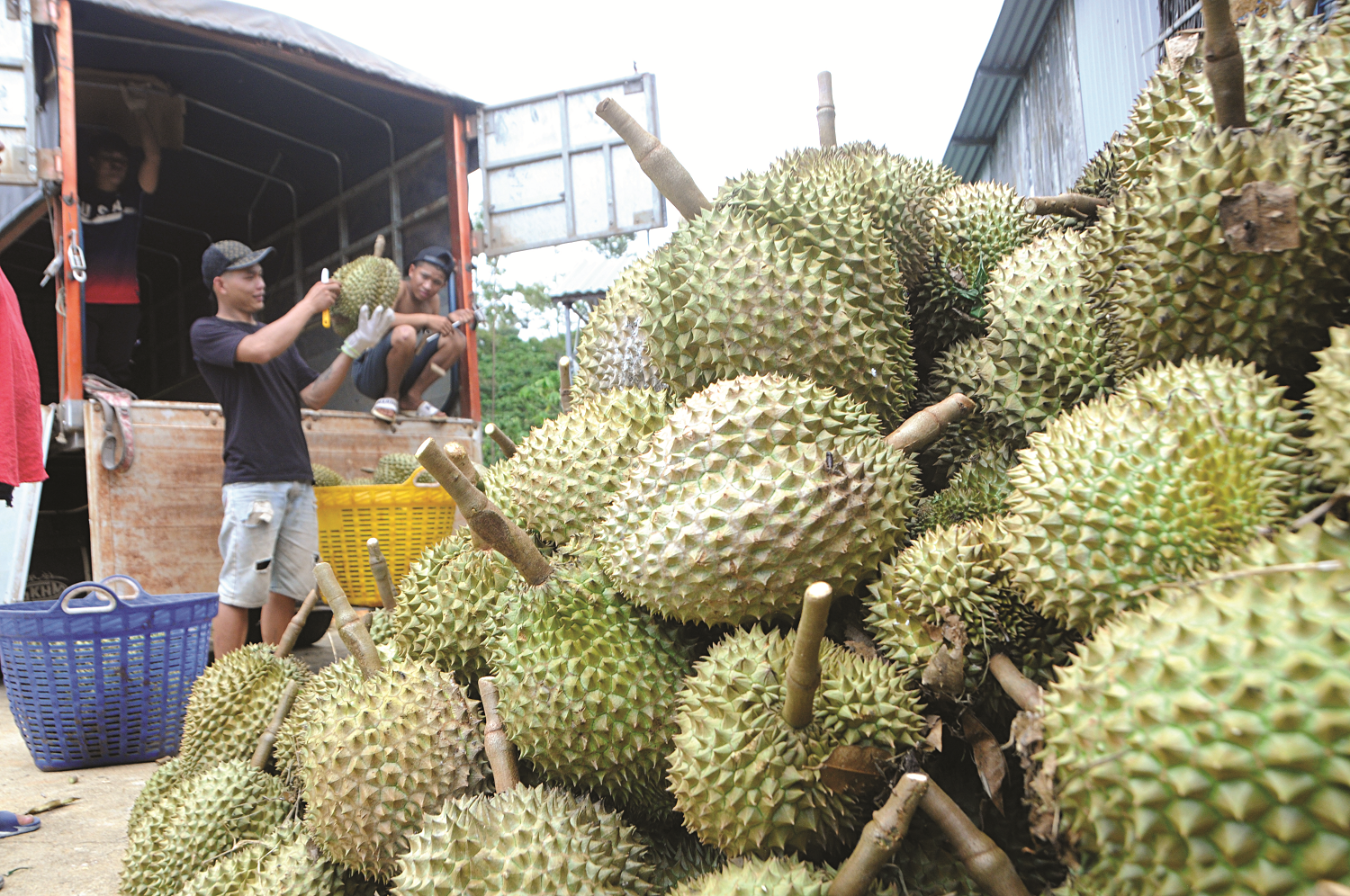 gia-sau-rieng-hom-nay-18-9-2025-doanhnghiepkinhtexanh-1758157280.jpg