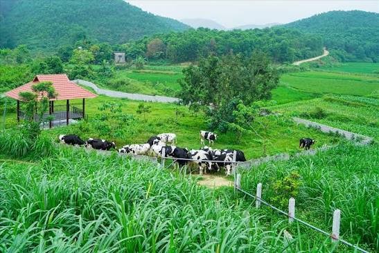 Trang trại mục đồng