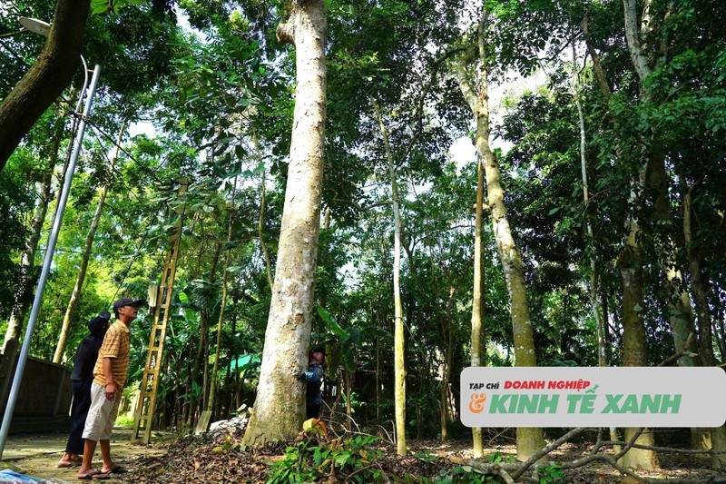 cay-tram-1759887985.jpg