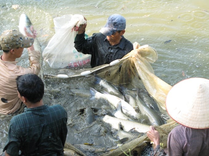 20-mo-hinh-nuoi-ca-tram-gion-tai-chuong-my-nam-2008-101436-435-1760617448.jpeg