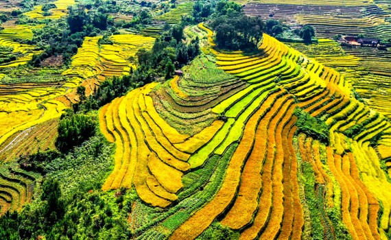 tuan-van-hoa-du-lich-hoi-mua-vang-huyen-binh-lieu-nam-2022-15102805112022-1760589076.jpg