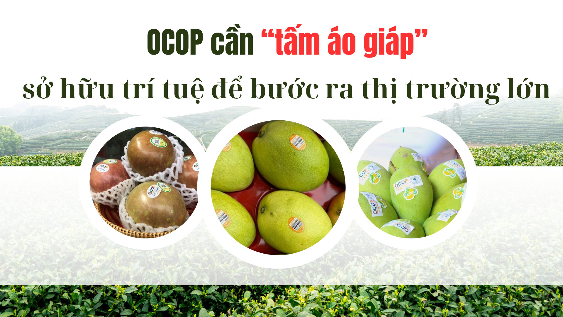 ocop-1763024271.png