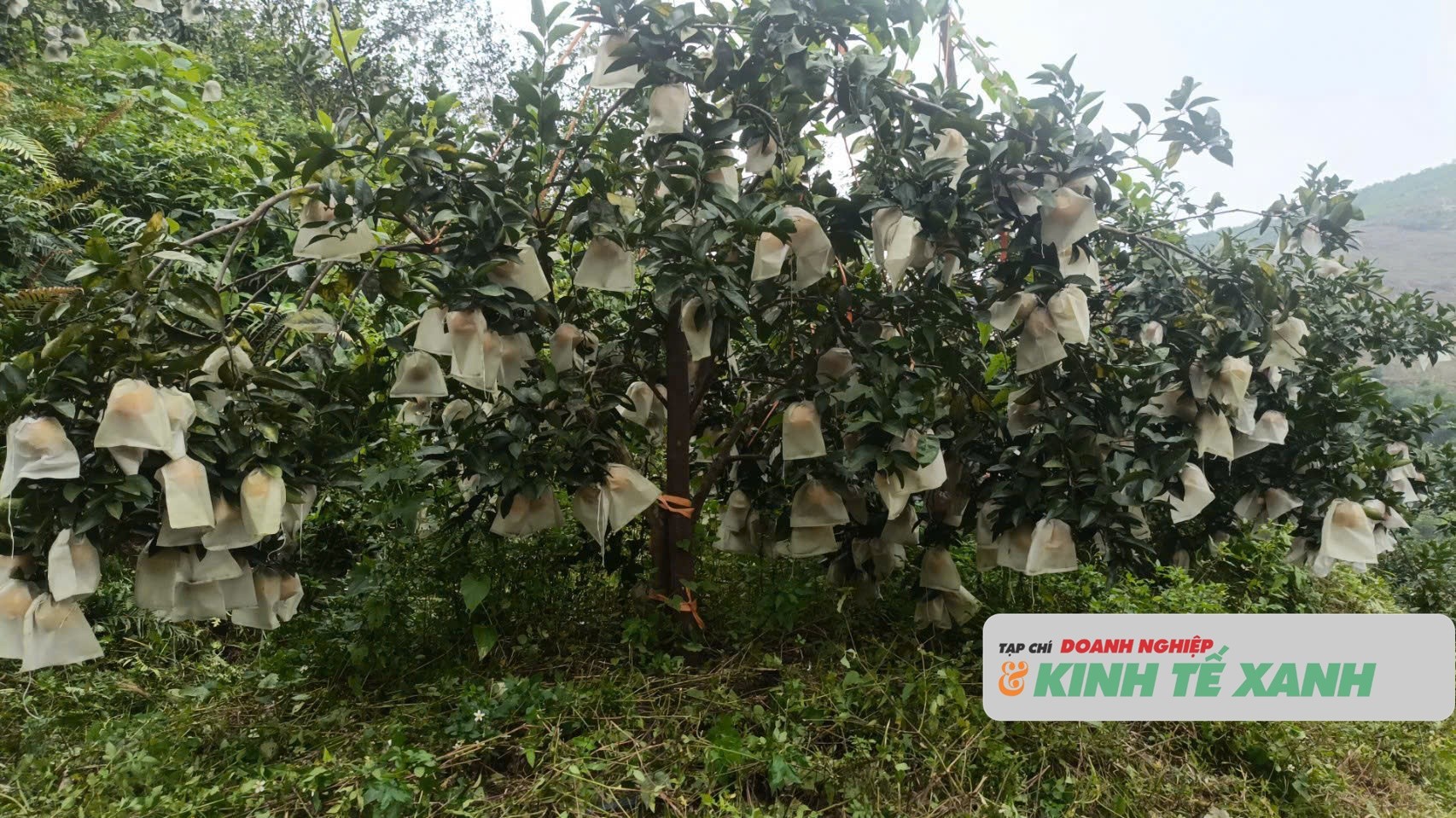 cam-thuong-loc-11-1764689164.jpg