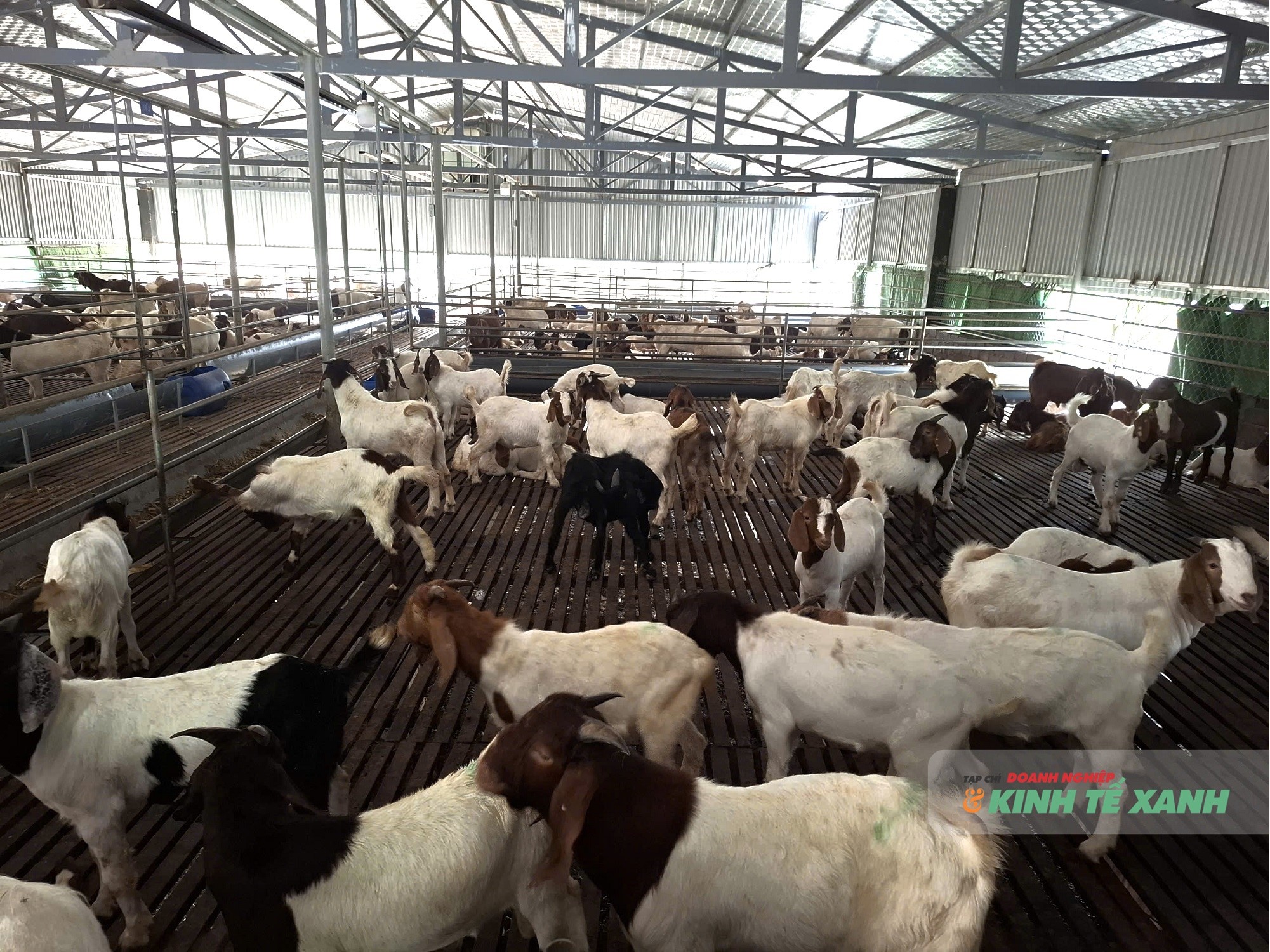 nuoi-de-thuong-pham-2-1765338184.jpg