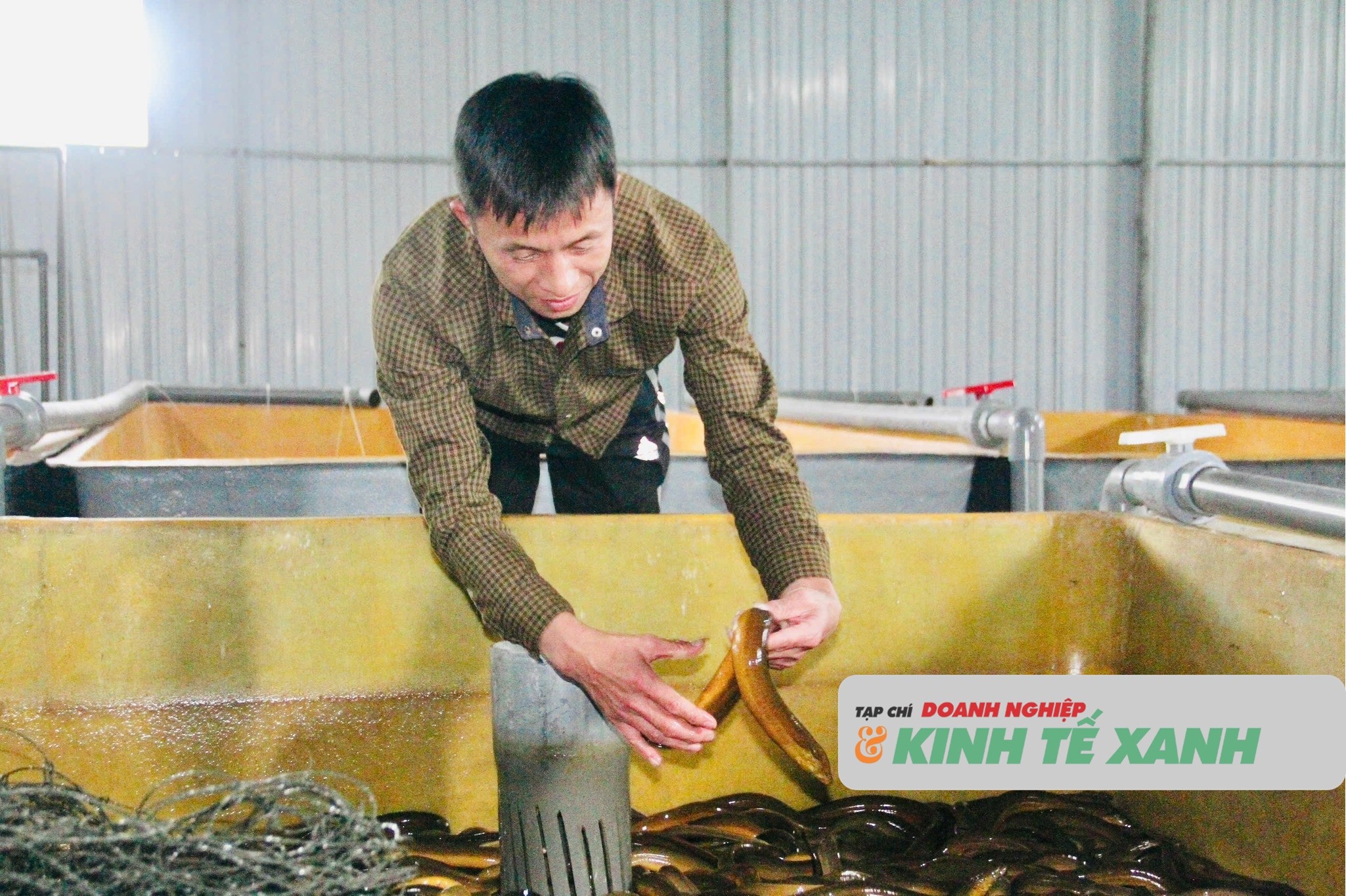 nuoi-luon-khong-bun-1765762626.jpg
