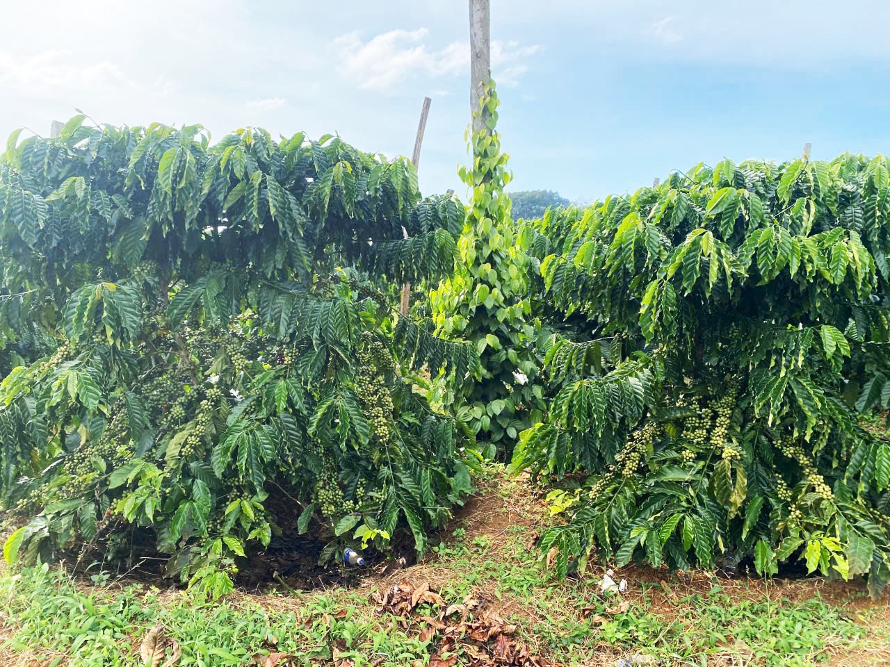 trong-xen-canh-1767443323.jpg