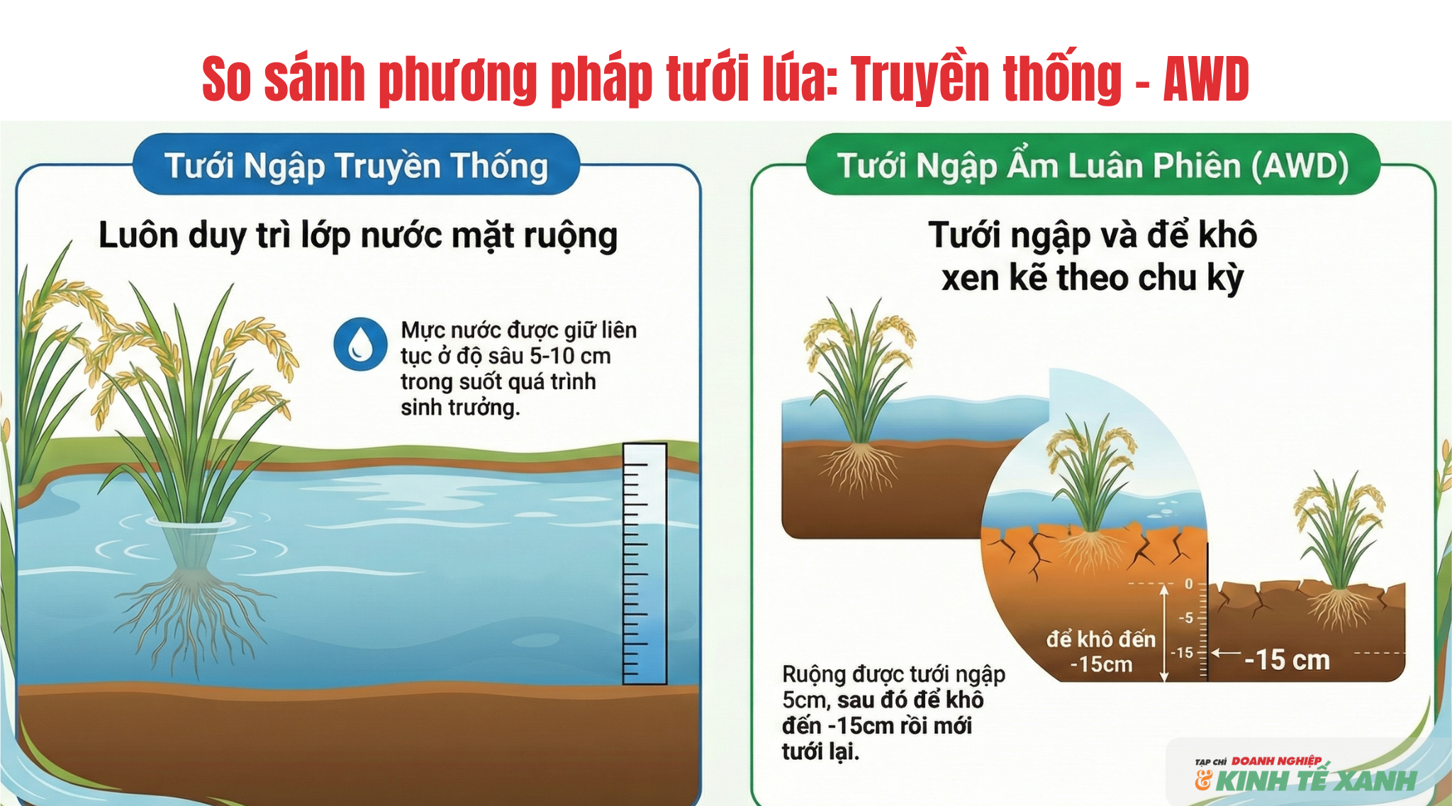 Mô hình tưới ngập truyền thông và mô hình tưới ngập khô xen kẽ AWD. 