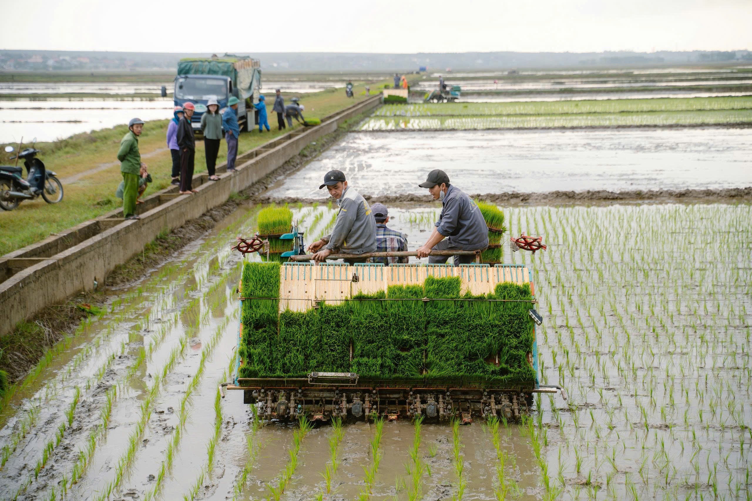 cay-ma-khay-1767751070.jpg