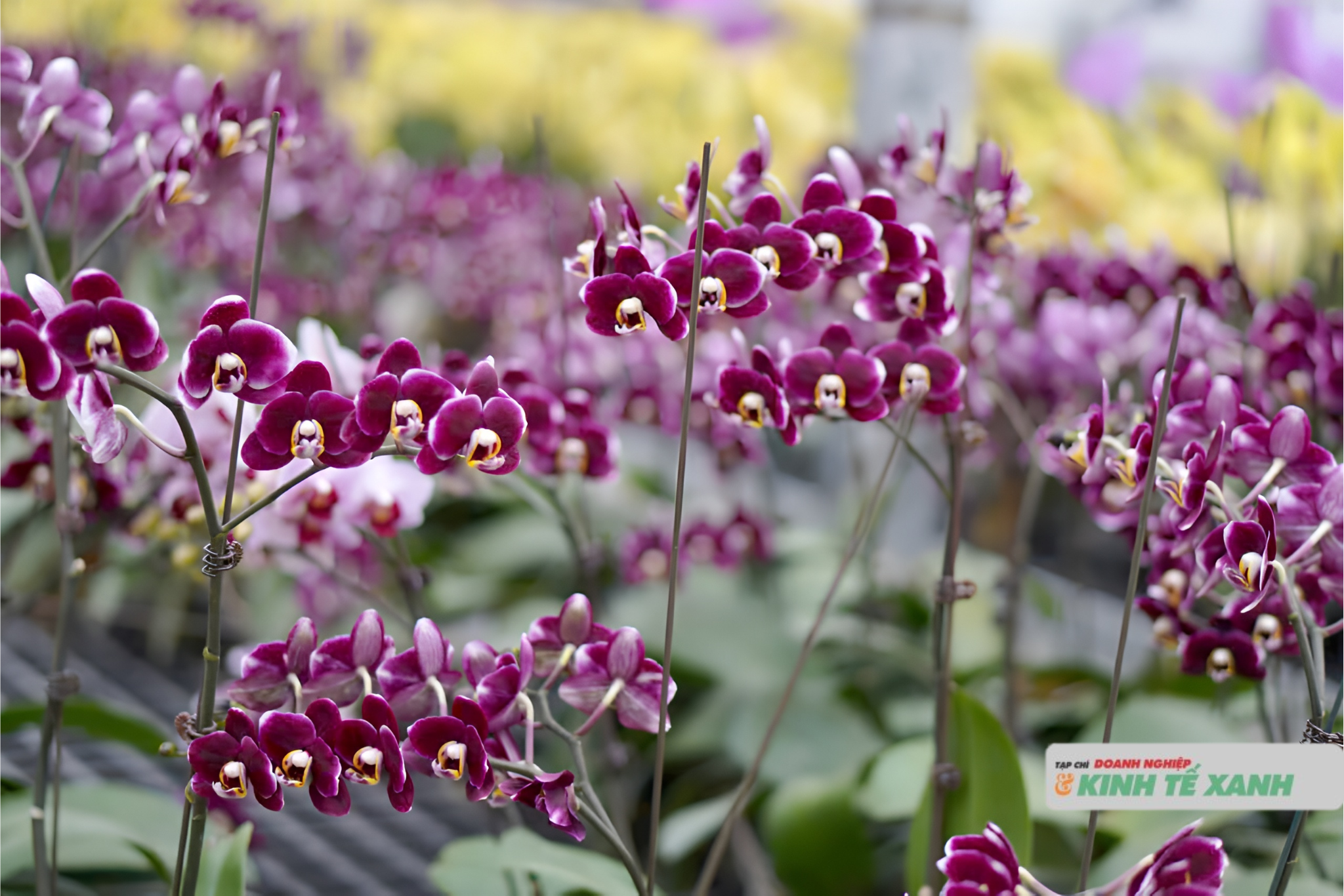 untitled-design-43-1767863339.png