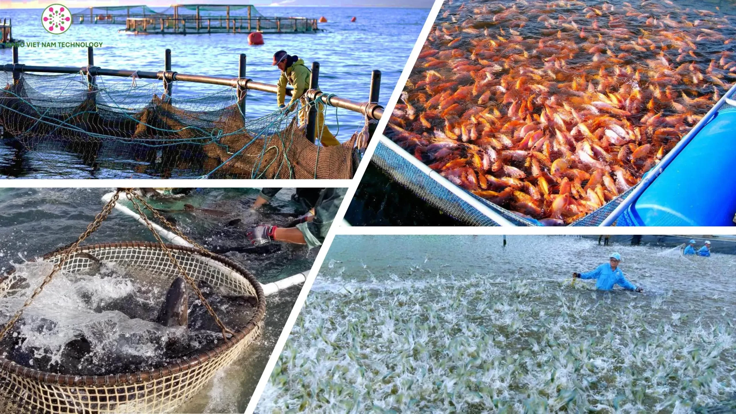 nuoi-trong-thuy-san-la-gi-scaled-1767940921.webp
