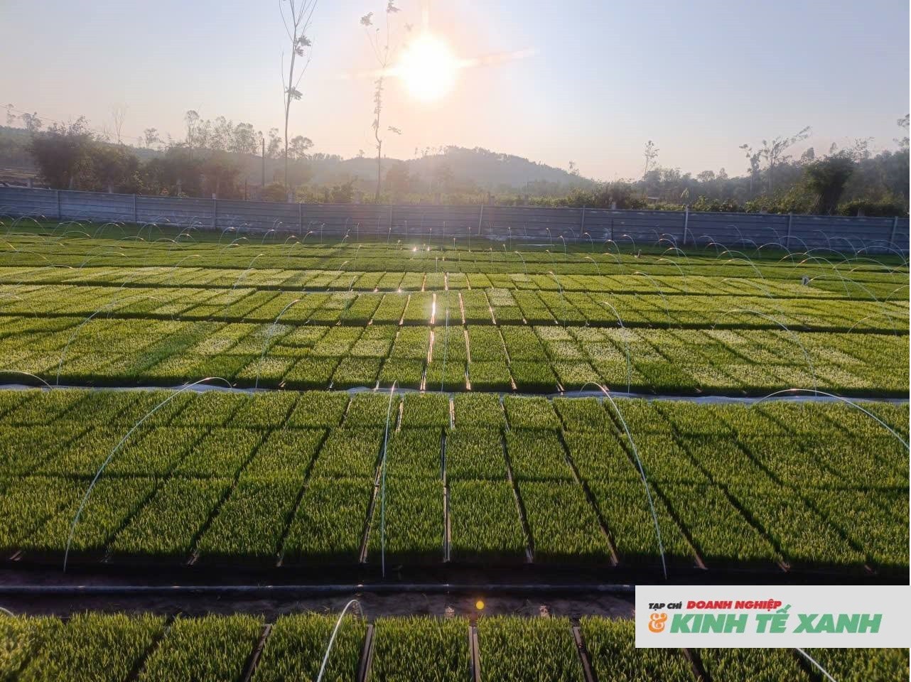 gieo-ma-khay2-1768178553.jpg