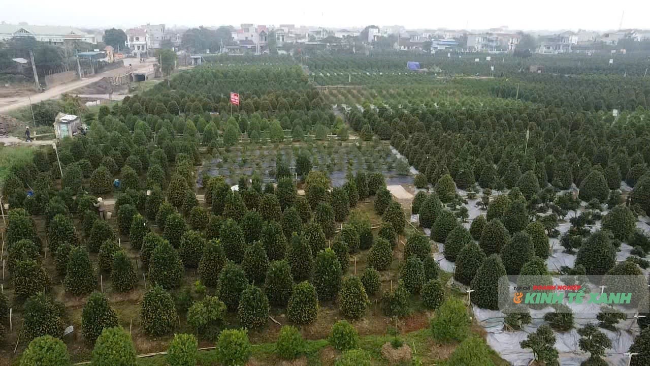 quat-nam-phong-2-1768482110.jpg