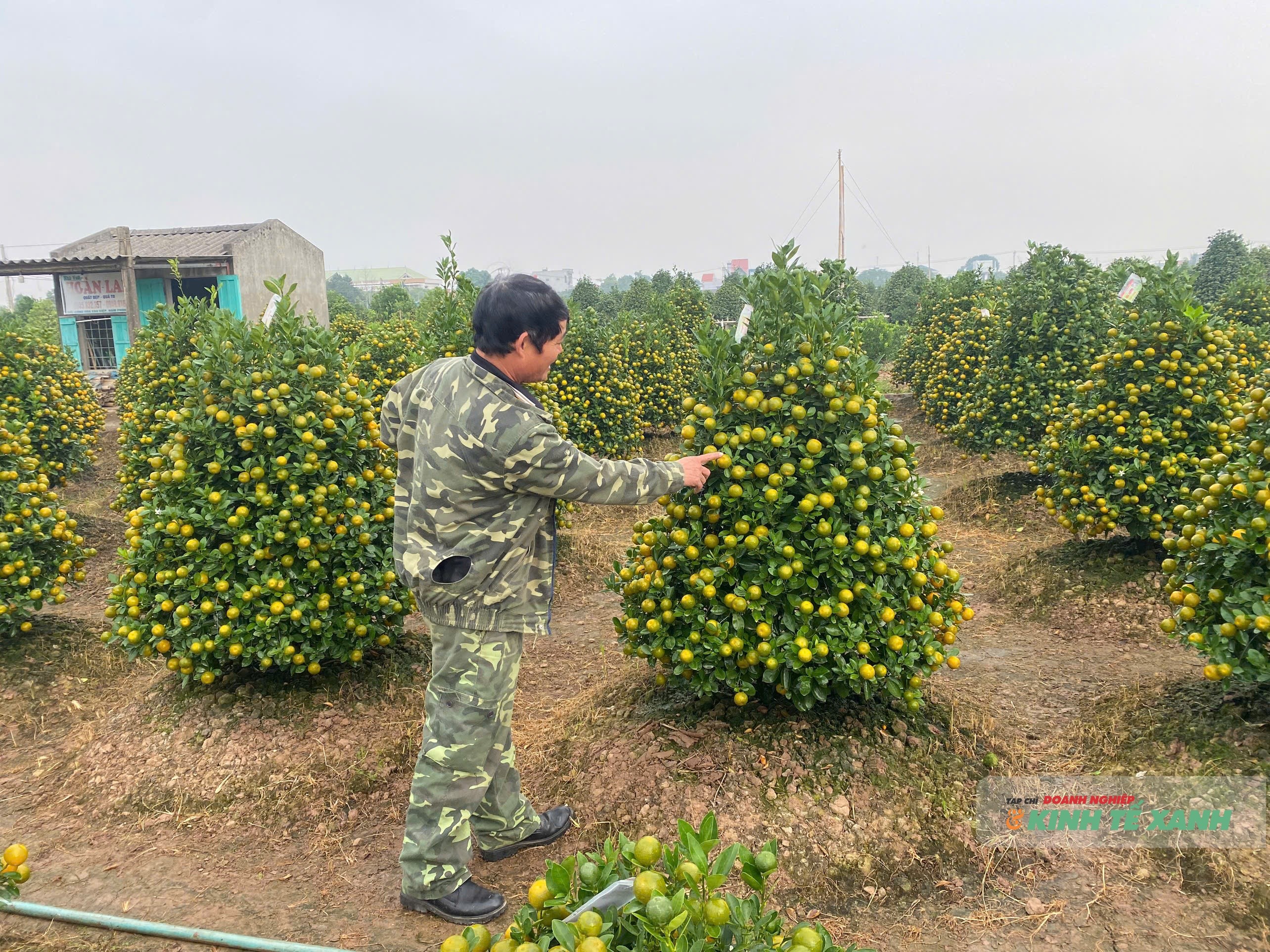 quat-nam-phong-3-1768482111.jpg