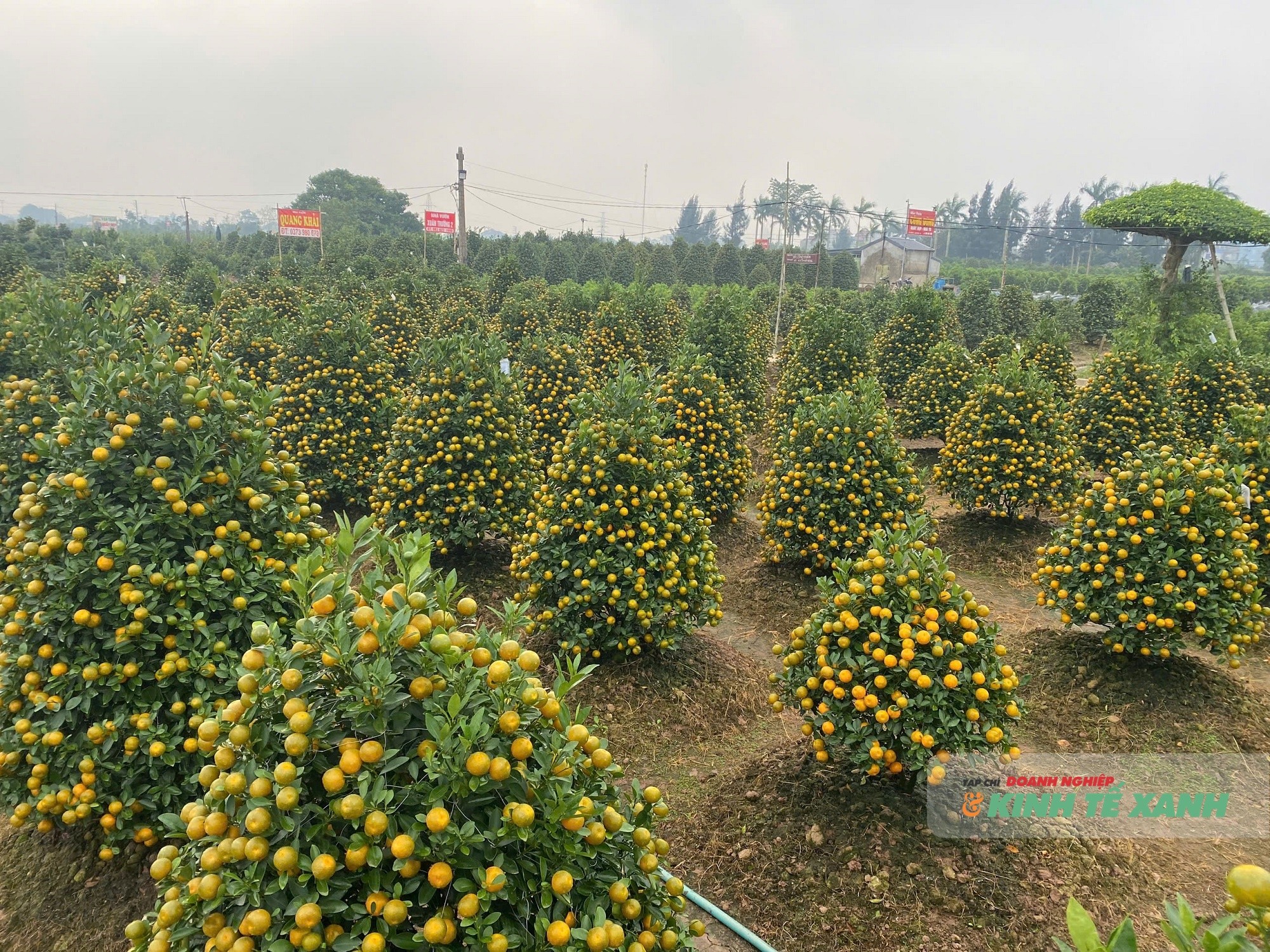 quat-nam-phong-5-1768482111.jpg