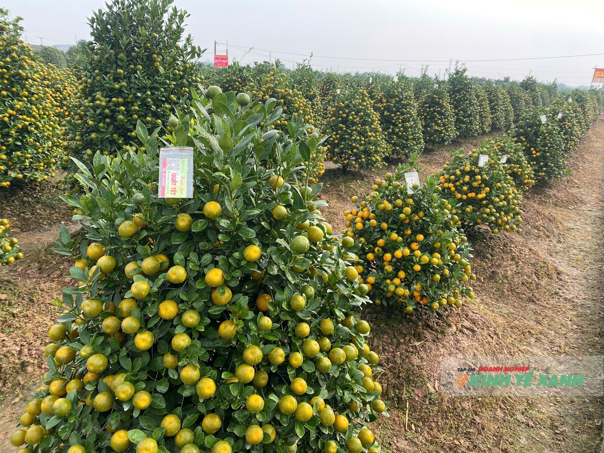 quat-nam-phong-6-1768482111.jpg
