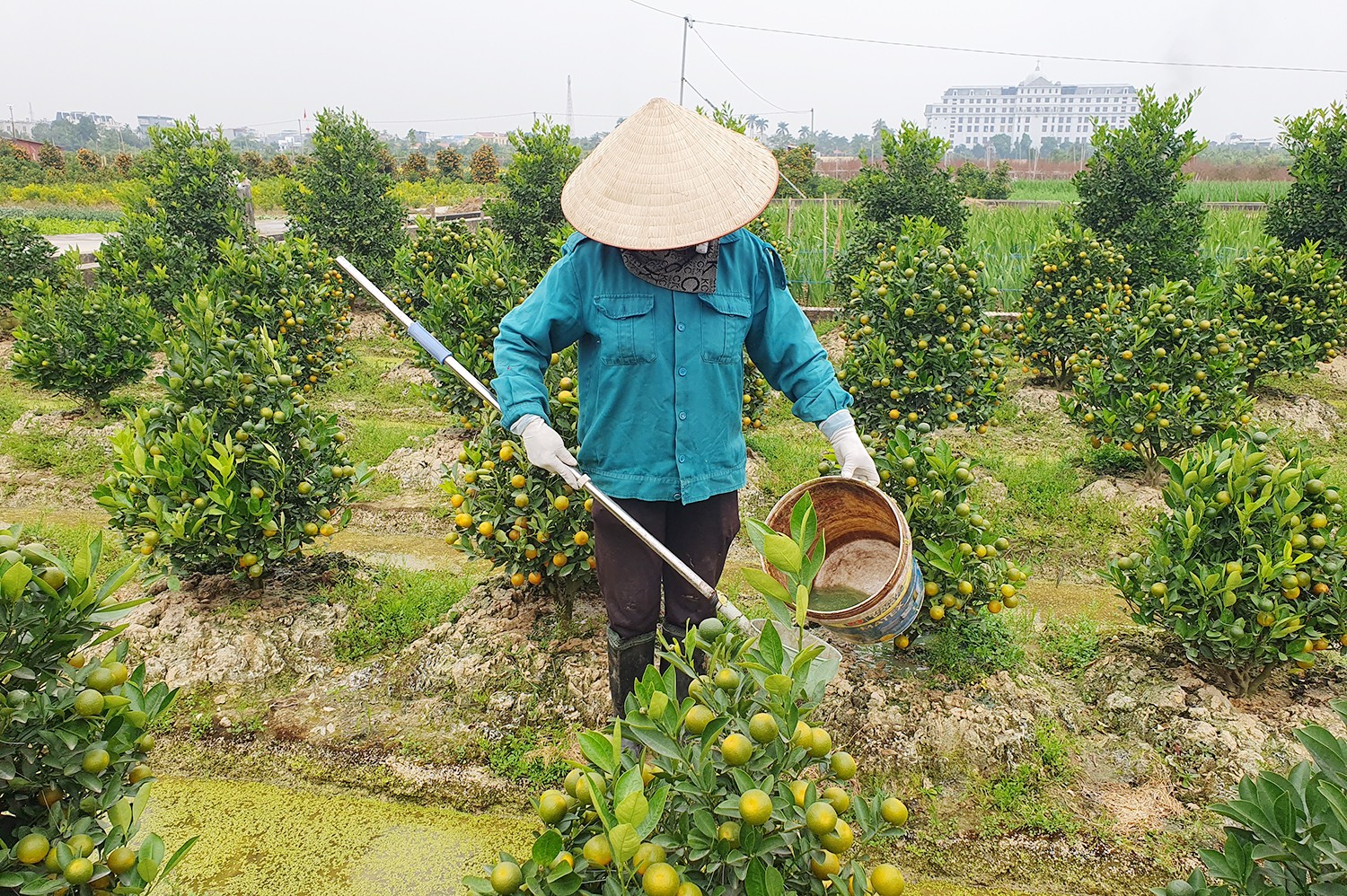 quat-canh1-1768993902.jpg