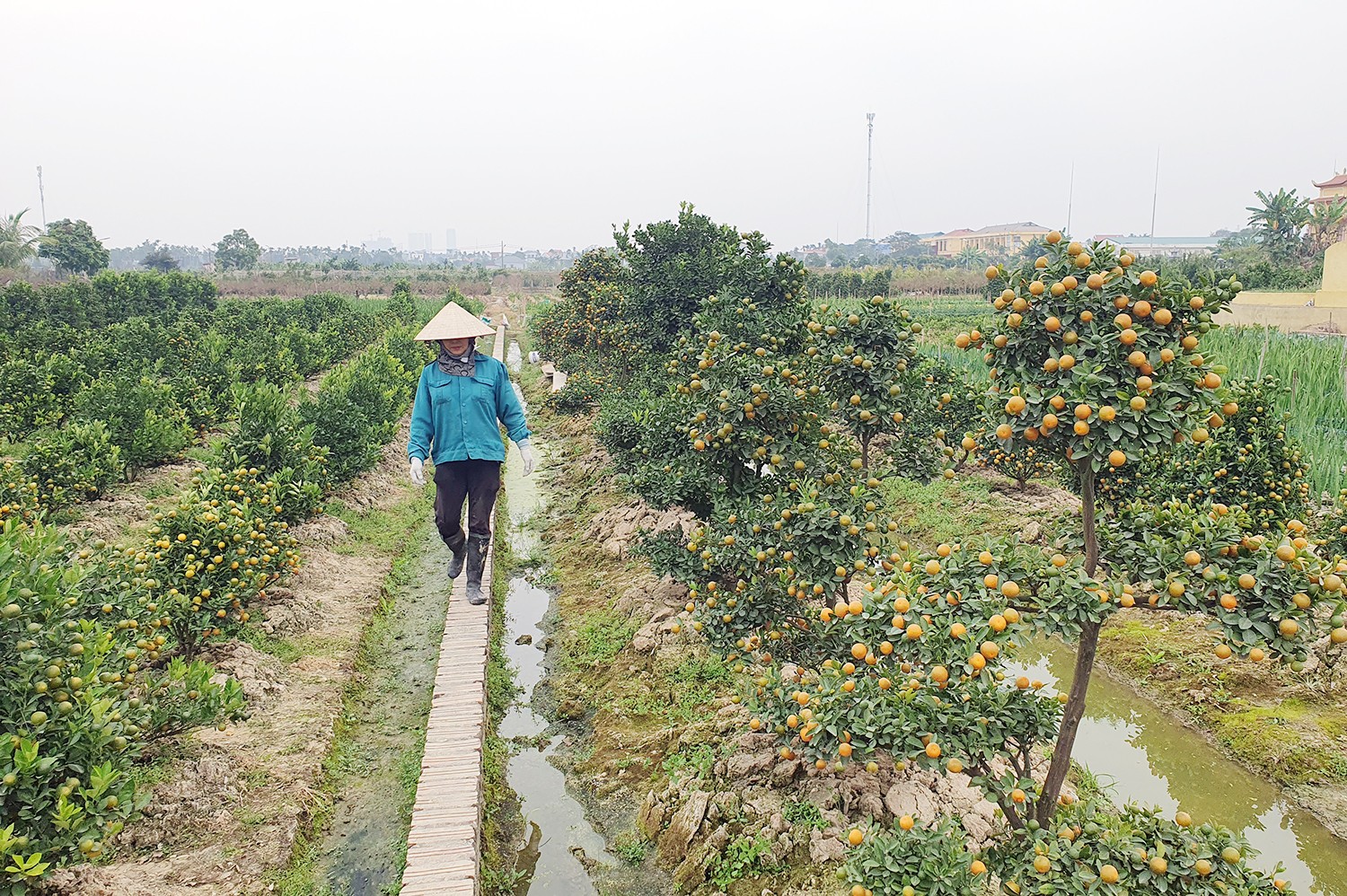 quat-canh2-1768993902.jpg