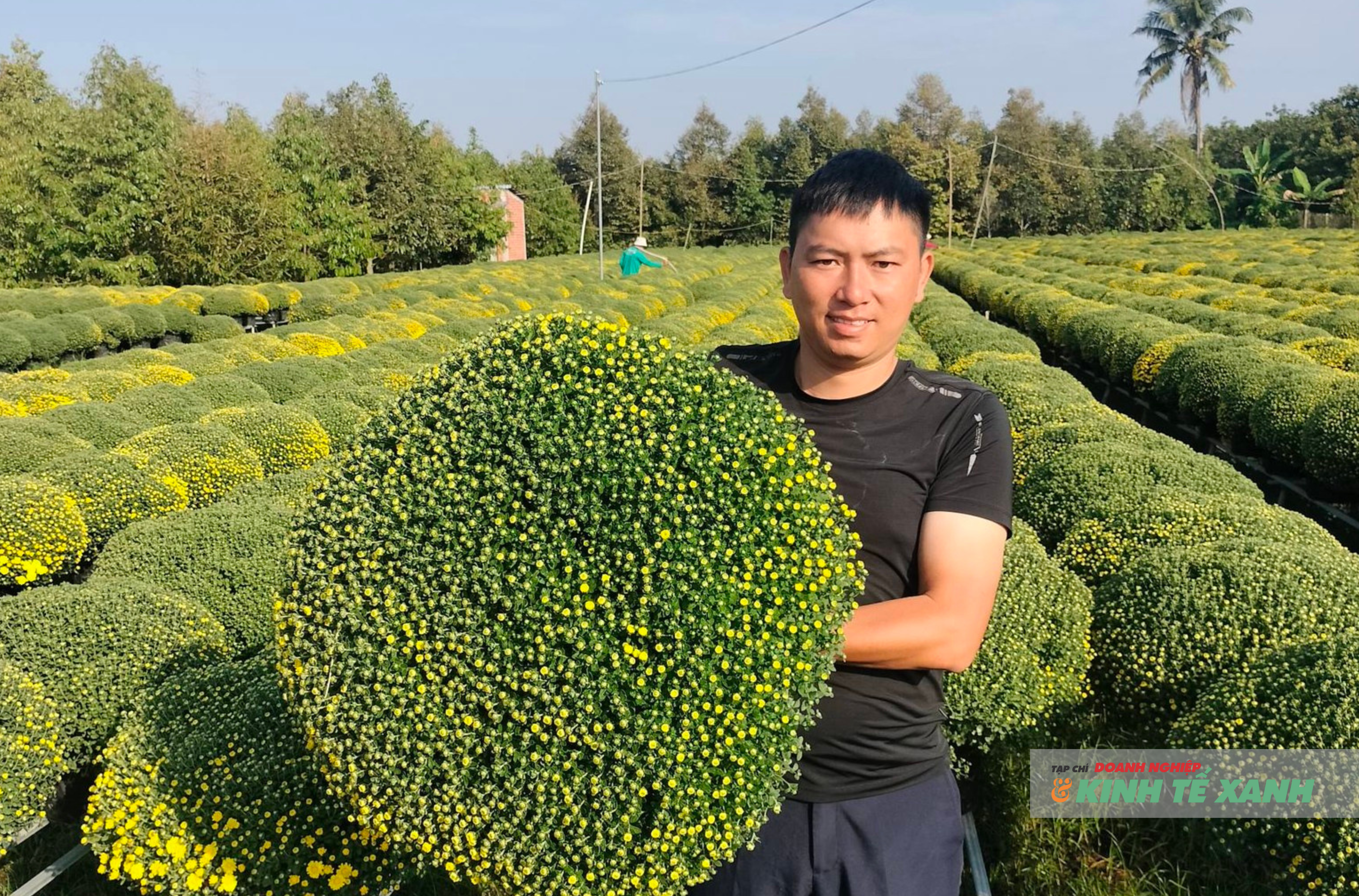 Tại các nhà vườn, cúc mâm xôi đang bước vào giai đoạn đẹp nhất, sẵn sàng phục vụ 10Lc88 Giải Trí Thể Thao Tết Nguyên đán.
