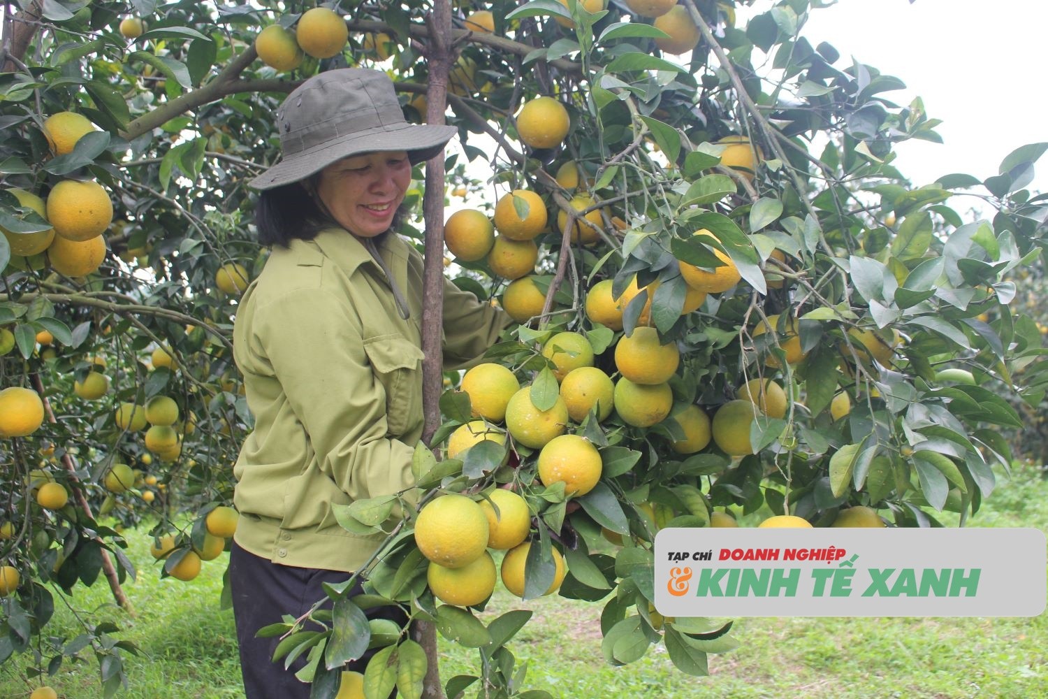 cam-ha-tinh-1-1771641207.JPG