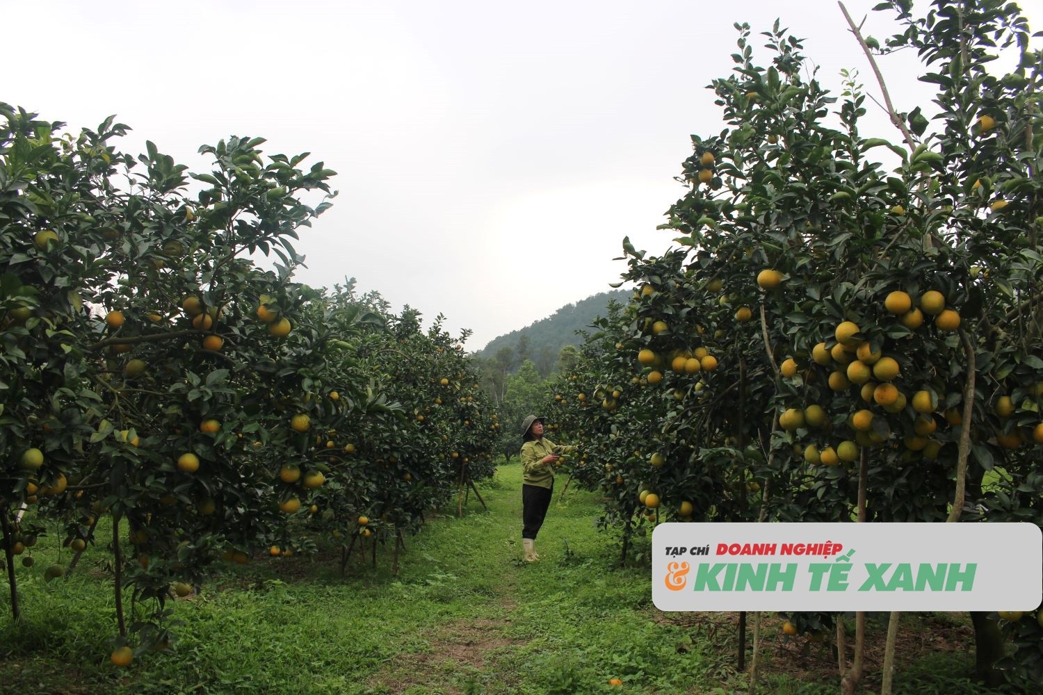 cam-ha-tinh-1771641238.JPG