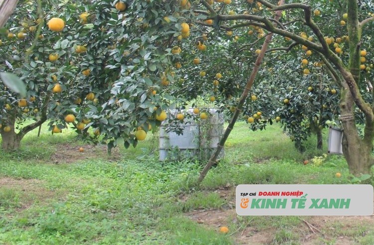 cam-ha-tinh-3-1771641203.JPG