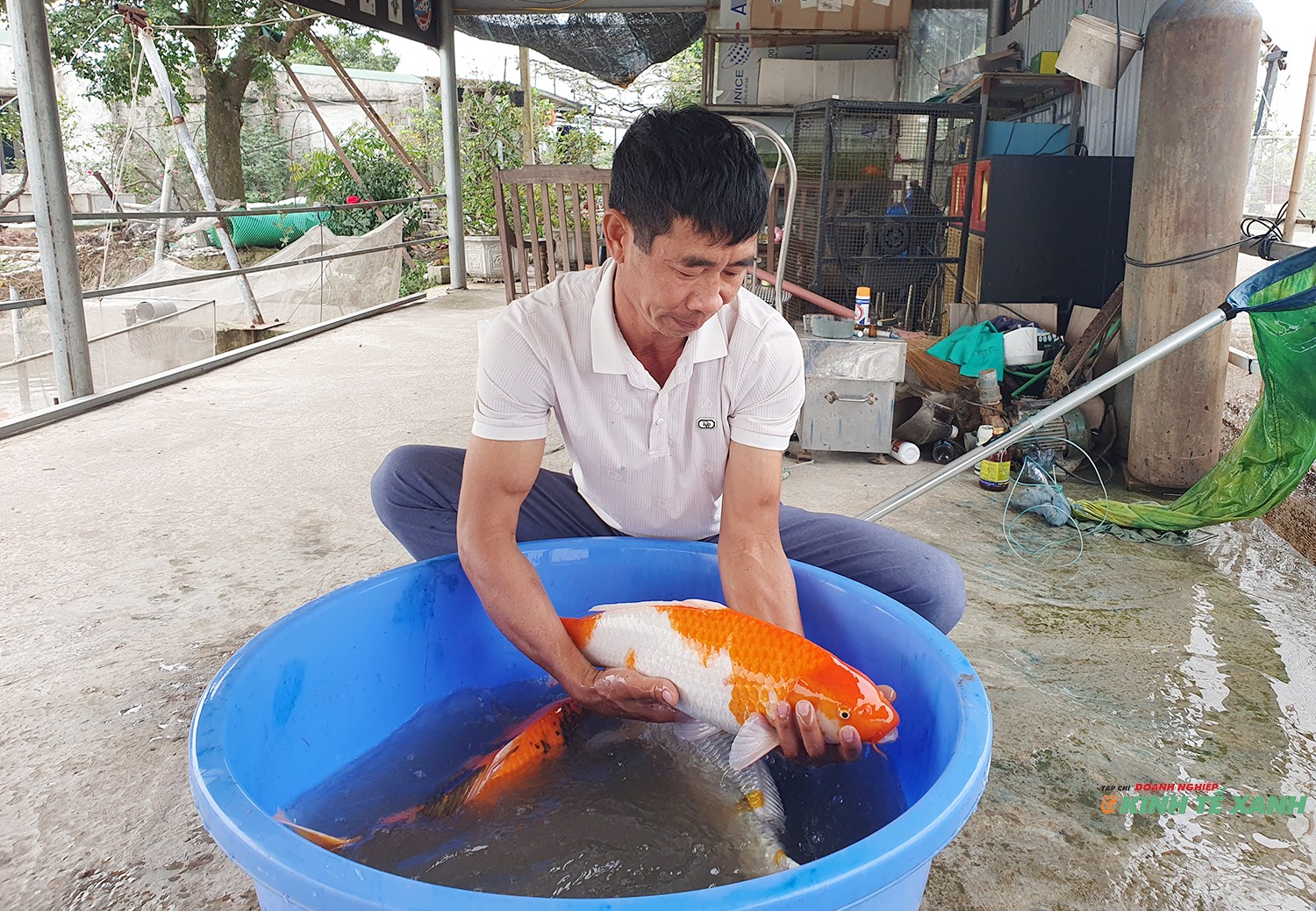 ca-koi1-1772713633.jpg