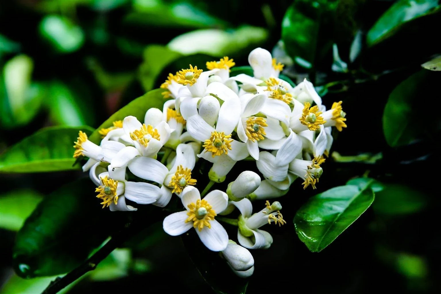 205d4091401t6605l2-01-1773028152.webp