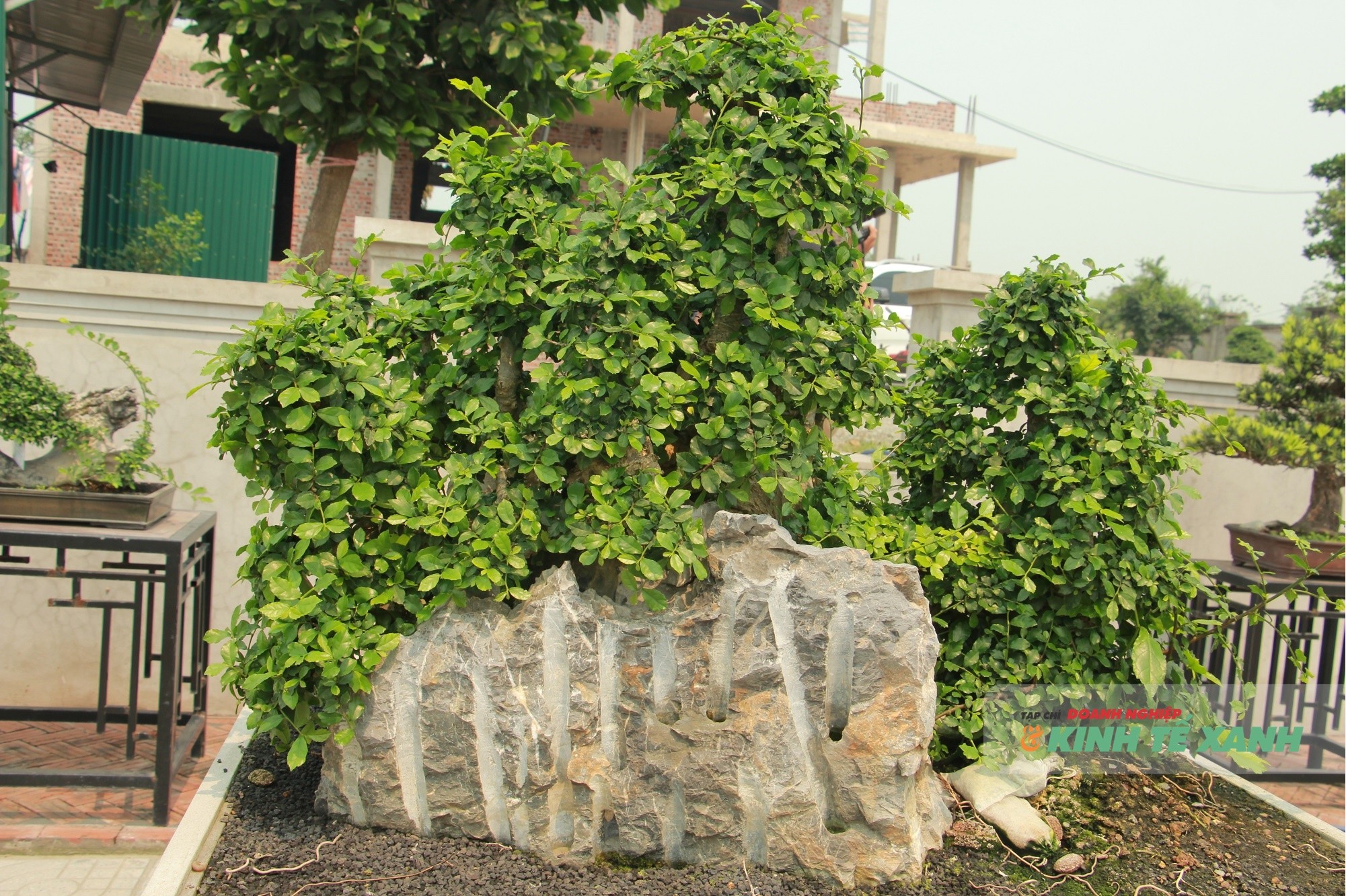 duoi-2-1775999650.JPG