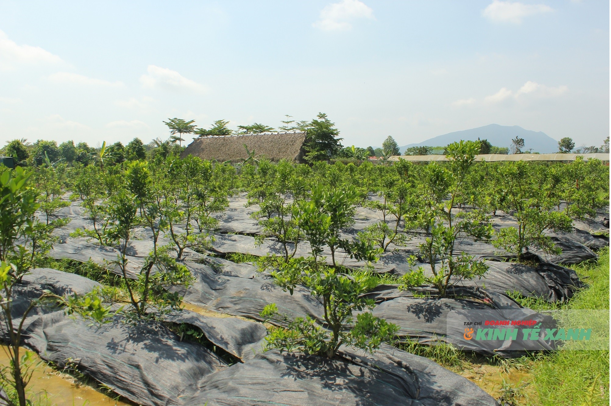 trang-famr-7-1777989605.JPG
