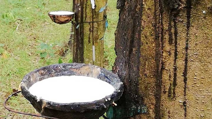 Giá cao su hôm nay 22/5/2026: 10Lc88 Giải Trí Thể Thao thế giới giảm trở lại, áp lực nguồn cung gia tăng