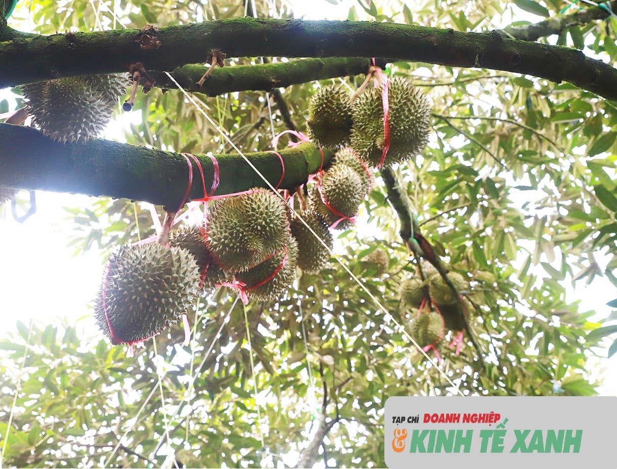 sau-rieng-11-1779707342.jpg
