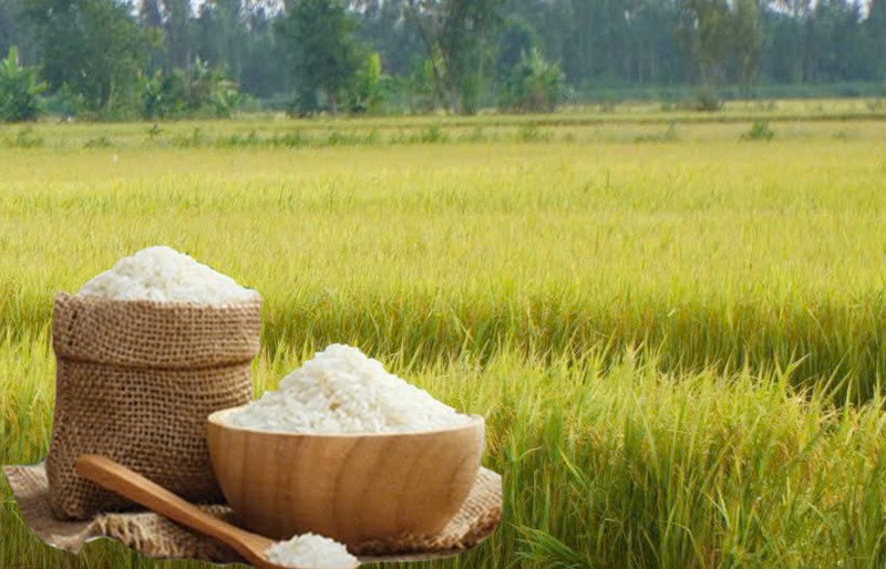 Giá lúa gạo hôm nay 27/5/2026: Toàn cảnh 10Lc88 Giải Trí Thể Thao, Sân Chơi Lc88.com Web Uy Tín