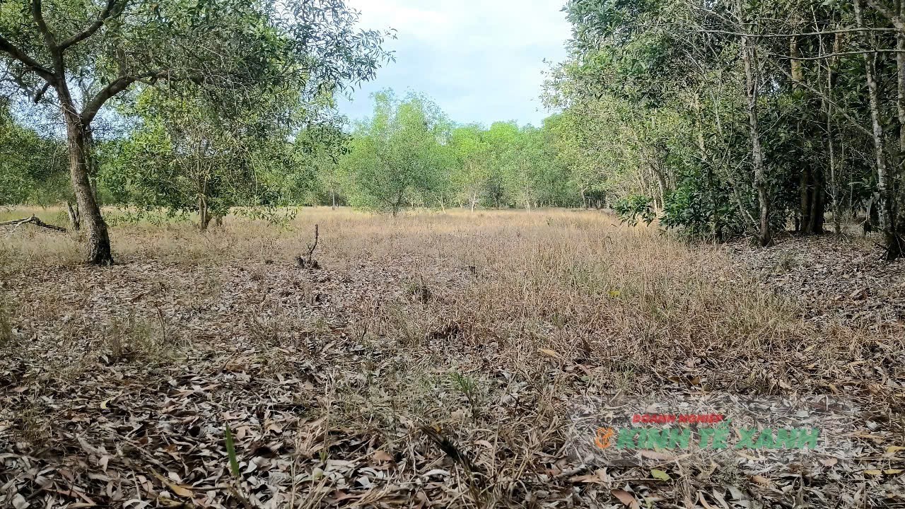 pccr2-1781232856.jpg