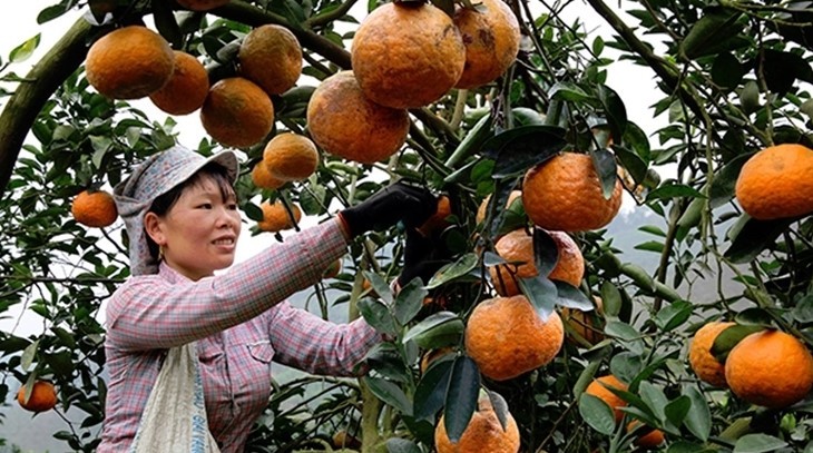 nong-san-tuyen-quang-03-1704339794.jpg