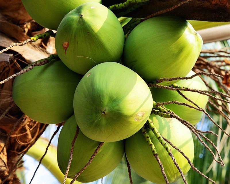 dua-ben-tre-02-1706576010.jpg