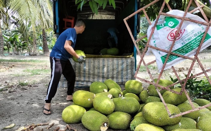 mit-thai-tien-giang-01-1709085430.jpg