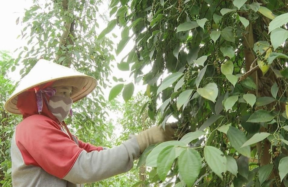 ho-tieu-binh-phuoc-03-1712291836.jpg