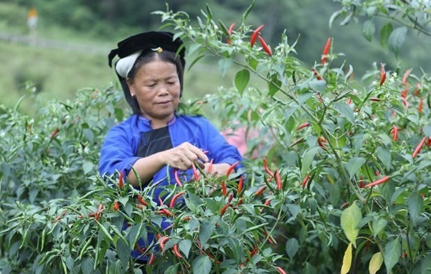 vung-ot-lang-son-02-1713582300.jpg