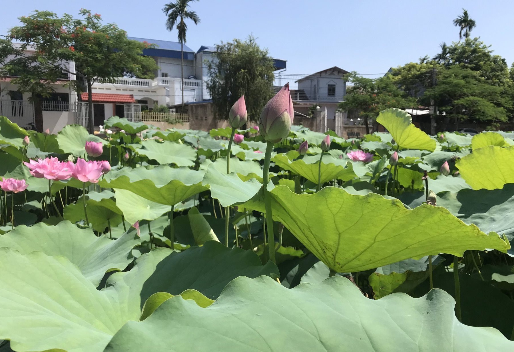 le-hoi-sen-ha-noi-02-1716045182.jpg