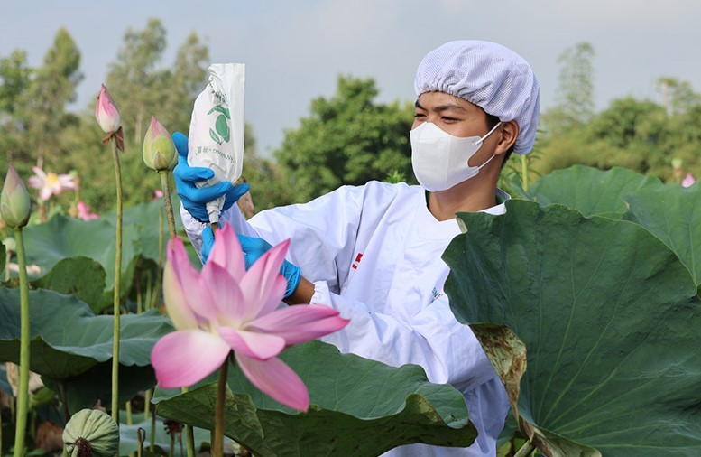thuc-pham-chay-tu-sen-04-1716261168.jpg