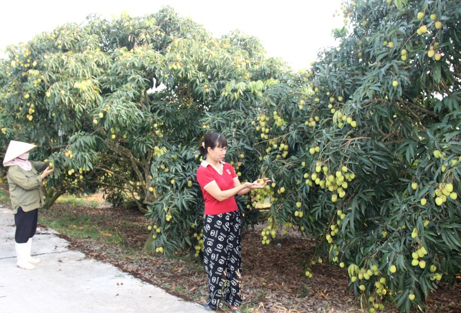 vai-chin-som-phu-cu-01-1716257836.jpg