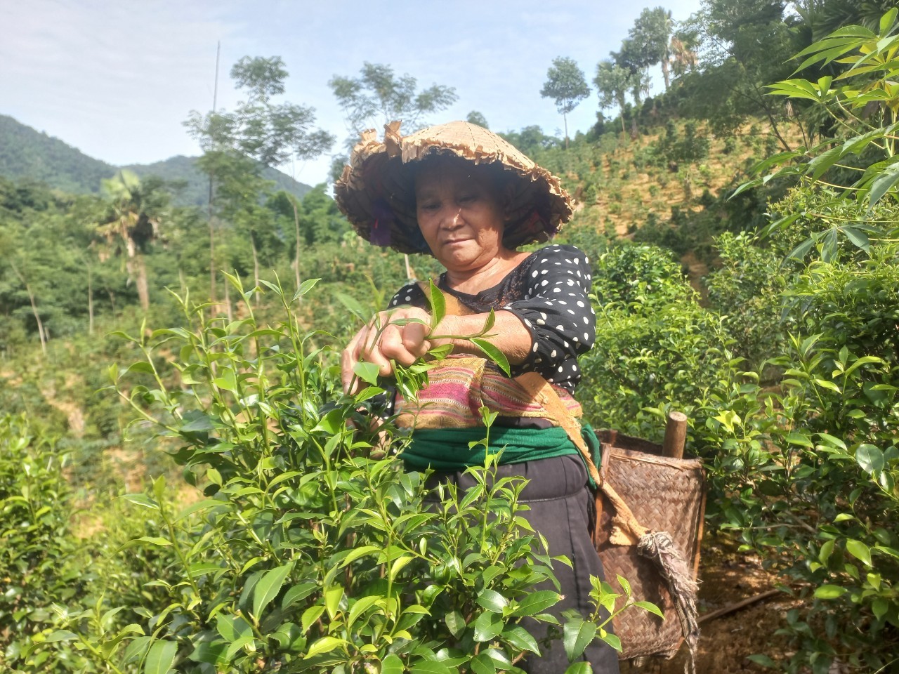 tan-ma-1-1720362327.jpg