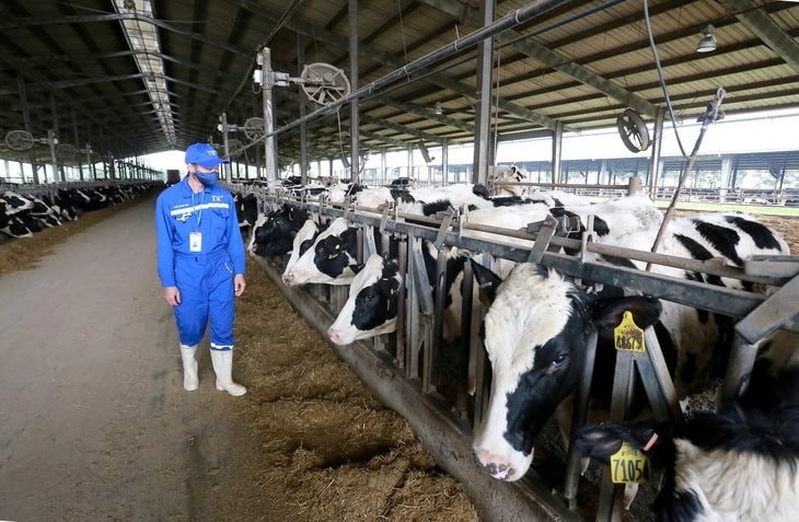 Trang trại bò sữa Vinamilk là một trong những đơn vị tiên phong áp dụng phương thức canh tác tuần hoàn