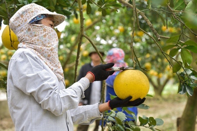 nong-nghiep-thanh-hoa-1-1757511365.jpg