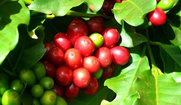 cac-loai-cafe-3-1639629207.jpg