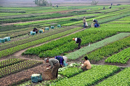 450px-agriculture-in-vietnam-with-farmers-1640399805.jpg