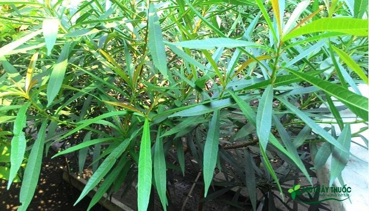 cay-xao-tam-phan-750x430-1642942127.jpg